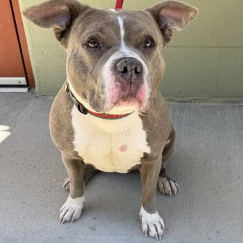 American Bully Dogs Available for Adoption in Providence, Rhode Island - Bubbles | PetCurious