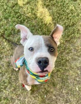MR PIBB -  Pit Bull Terrier and Mixed Breed Dog for Adoption in Tulsa, Oklahoma - MR PIBB | PetCurious