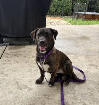 9/29 list- Little Girl -  Hound and Mixed Breed Dog for Adoption in Irwin, Pennsylvania - 9/29 List- Little Girl | PetCurious