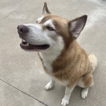 Timber -  Siberian Husky and None Dog for Adoption in South Haven, Michigan - Timber | PetCurious