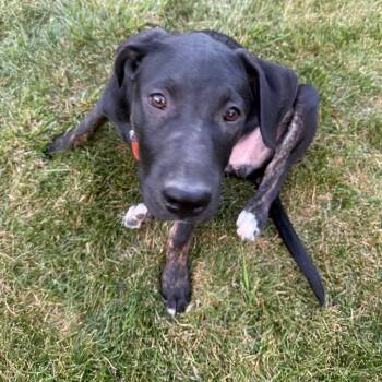 GusGus -  Black Labrador Retriever and Mixed Breed Dog for Adoption in Homewood, Illinois - GusGus | PetCurious