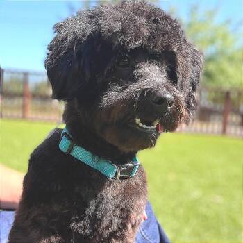 Oswald -  Mixed Breed Dog for Adoption in Redwood Valley, California - Oswald | PetCurious
