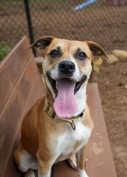 Strawberry Shortcake 56880 -  Mixed Breed Dog for Adoption in Aiken, South Carolina - Strawberry Shortcake 56880 | PetCurious
