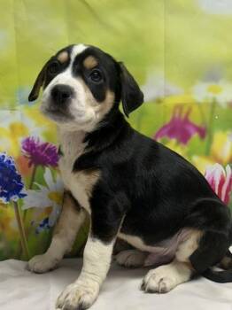 Terrier and Mixed Breed Dogs Available for Adoption in San Antonio, Texas - Jonah | PetCurious