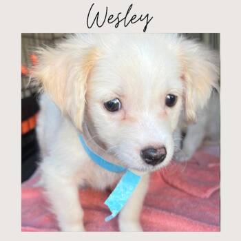 WESLEY -  Maltipoo Dog for Adoption in San Juan Capistrano, California - WESLEY | PetCurious