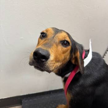 Rescue Hound Dogs for Adoption in Parrish, Alabama - Beasley | PetCurious