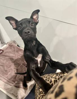 LIANA -  Labrador Retriever and Pit Bull Terrier Dog for Adoption in San Francisco, California - LIANA | PetCurious