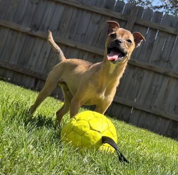 Chihuahua and Bulldog Dogs Available for Adoption in Cleveland, Ohio - Luigi | PetCurious