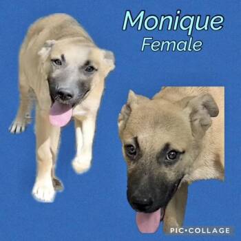 Monique -  Belgian Shepherd Malinois Dog for Adoption in Manchester, Connecticut - Monique | PetCurious