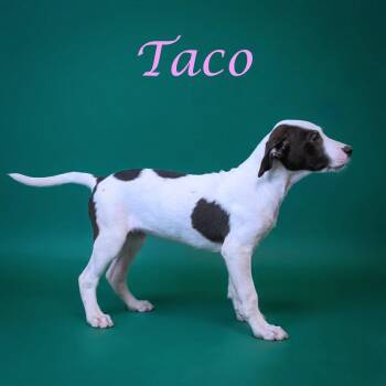 Taco D26-126 -  Mixed Breed Dog for Adoption in Lebanon, Tennessee - Taco D26-126 | PetCurious