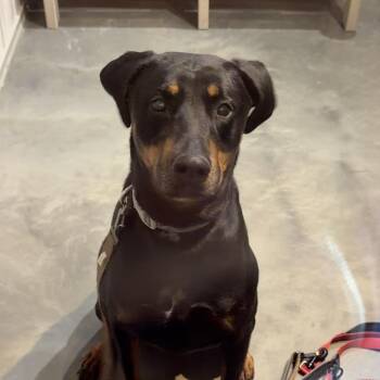 Mixed Breed Dogs Available for Adoption - Myvus | PetCurious