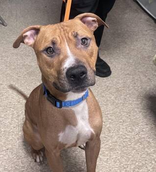 Rocky -  Mixed Breed Dog for Adoption in New York, New York - Rocky | PetCurious