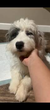 Rescue Aussiedoodle Dogs for Adoption in Citrus Heights, California - Willow - The Beautiful Baby Girl | PetCurious