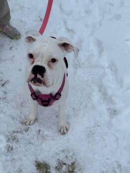 Boxer Dogs Available for Adoption - Lola *Needs Foster* | PetCurious