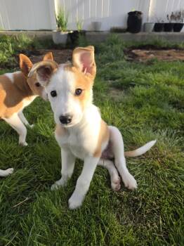 Collie and Australian Cattle Dog Blue Heeler Dogs Available for Adoption in Salt Lake City, Utah - Buttah | PetCurious