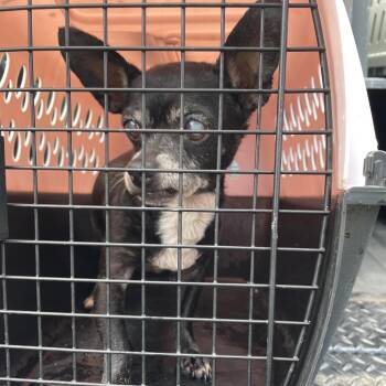 Chihuahua Dogs Available for Adoption in Lake Jackson, Texas - Bernice | PetCurious