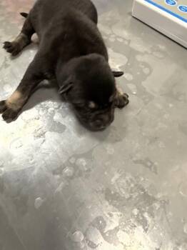 Mixed Breed Dogs Available for Adoption - PUP 4 | PetCurious