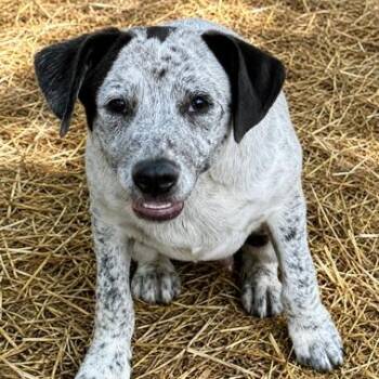 Bernie 100 adoption fee -  Australian Cattle Dog Blue Heeler and Labrador Retriever Dog for Adoption in Atlanta, Texas - Bernie 100 Adoption Fee | PetCurious