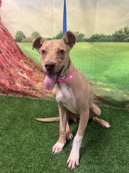 Rescue Whippet and Vizsla Dogs for Adoption in Euless, Texas - Violet | PetCurious