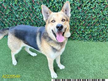 BROWNY -  Mixed Breed Dog for Adoption in West Palm Beach, Florida - BROWNY | PetCurious