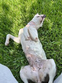 Janie -  Staffordshire Bull Terrier Dog for Adoption in The Woodlands, Texas - Janie | PetCurious