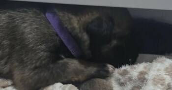 Belgian Shepherd Malinois and German Shepherd Dog Dogs Available for Adoption in Imlay City, Michigan - Shar (Aircraft Litter, Puple Collar) - Located In NV | PetCurious