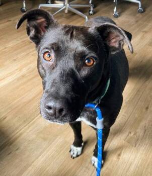 Violet -  Mixed Breed Dog for Adoption in Morristown, New Jersey - Violet | PetCurious