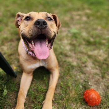 Rescue Mixed Breed Dogs for Adoption in Newark, New Jersey - Delia | PetCurious