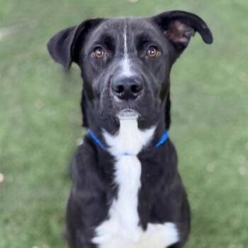 Rescue Pit Bull Terrier Dogs for Adoption in Red Bluff, California - Ross | PetCurious