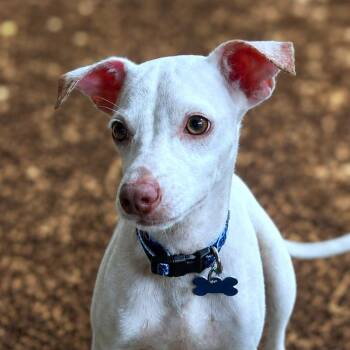 Lumin -  Chihuahua and Terrier Dog for Adoption in Boerne, Texas - Lumin | PetCurious