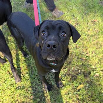 Buttercup -  Newfoundland Dog and Boxer Dog for Adoption in Phoenixville, Pennsylvania - Buttercup | PetCurious