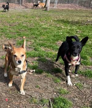 Chihuahua and Miniature Pinscher Dogs Available for Adoption - Tangerine  | PetCurious