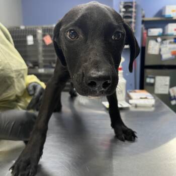 Shine -  Hound Dog for Adoption in Marble, North Carolina - Shine | PetCurious