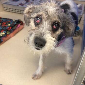 Mindy -  Jack Russell Terrier and Mixed Breed Dog for Adoption in Greensboro, Georgia - Mindy | PetCurious