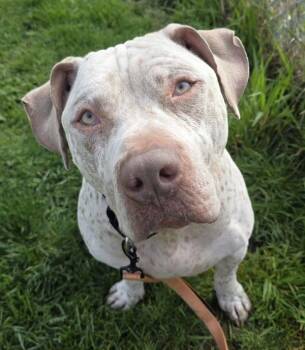 Pit Bull Terrier Dogs Available for Adoption - Ghost | PetCurious