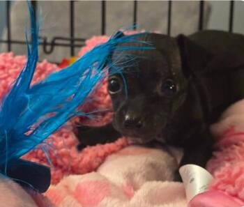 Chihuahua and Dachshund Dogs Available for Adoption in El Dorado, Arkansas - Bellissimo | PetCurious