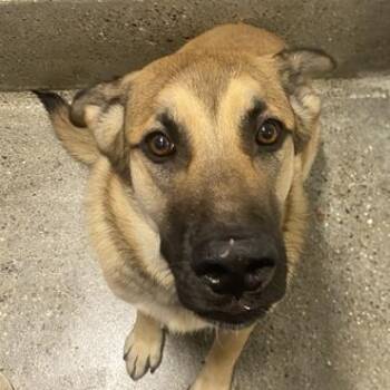 Rescue German Shepherd Dog Dogs for Adoption in Los Angeles, California - Sepulveda | PetCurious