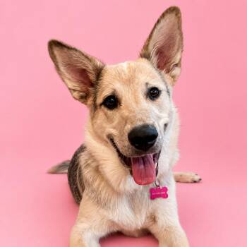 Ziggy -  Great Pyrenees and Australian Cattle Dog Blue Heeler Dog for Adoption in Shakopee, Minnesota - Ziggy | PetCurious