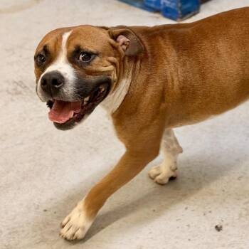 Poco -  Boxer Dog for Adoption in Marfa, Texas - Poco | PetCurious