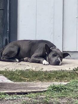American Staffordshire Terrier Dogs Available for Adoption in San Antonio, Texas - ARIEL | PetCurious