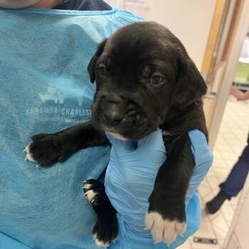 Mixed Breed Dogs Available for Adoption in Charleston, West Virginia - Mr. Mole | PetCurious