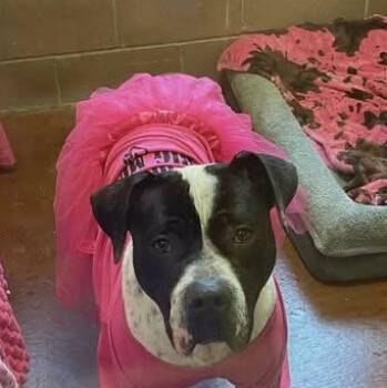 Pointer Dogs Available for Adoption in Niagara Falls, Ontario - Molly Moo (20260422-10) | PetCurious