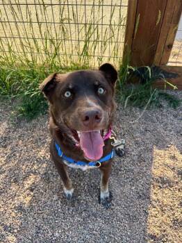 Lily Bean -  Cattle Dog and Mixed Breed Dog for Adoption in Fort Collins, Colorado - Lily Bean | PetCurious