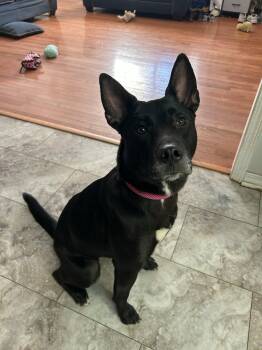 Shepherd and Husky Dogs Available for Adoption - Lucy | PetCurious