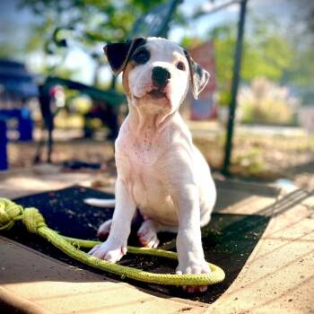 Terrier and Shepherd Dogs Available for Adoption in Palm Harbor, Florida - Kallum | PetCurious