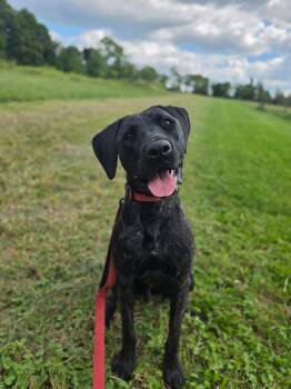 Arlo -  Labrador Retriever Dog for Adoption in Warrington, Pennsylvania - Arlo | PetCurious