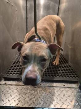 Pit Bull Terrier Dogs Available for Adoption in Lawrenceville, Georgia - Pen 147c Tater Tot | PetCurious
