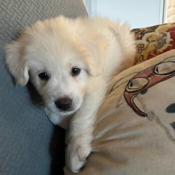 Bonnie -  Great Pyrenees Dog for Adoption in Spring Hill, Tennessee - Bonnie | PetCurious