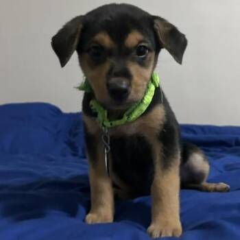 Trilby -  Mixed Breed Dog for Adoption in Buffalo, Minnesota - Trilby | PetCurious