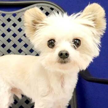 Marco -  Maltese Dog for Adoption in Fort Davis, Texas - Marco | PetCurious